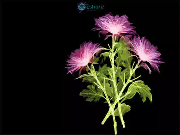 透视图 （80张）阿里云盘下载