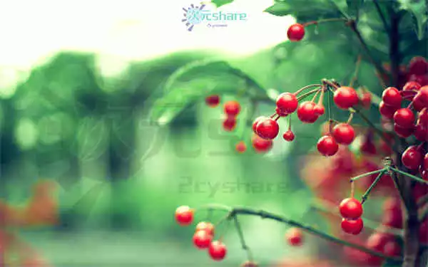 清新超清（2000张）阿里云盘下载