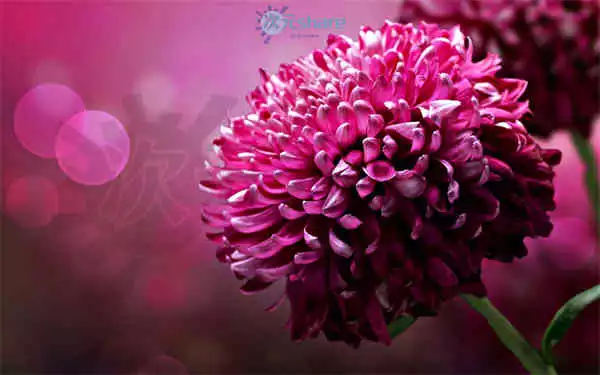 清新超清（2000张）阿里云盘下载