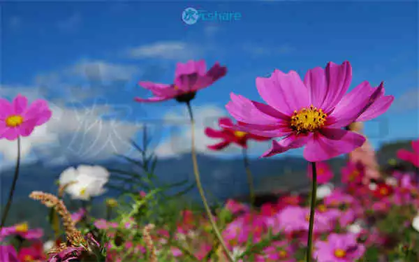 清新超清（2000张）阿里云盘下载