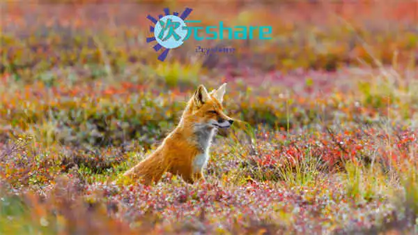 必应壁纸（1200张）阿里云盘下载