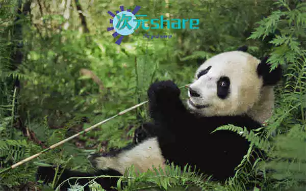 4K壁纸（300张）阿里云盘下载