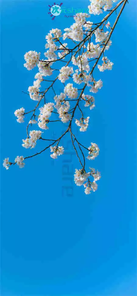 2023兔年吉祥喜庆手机全屏壁纸(100张）阿里云盘下载